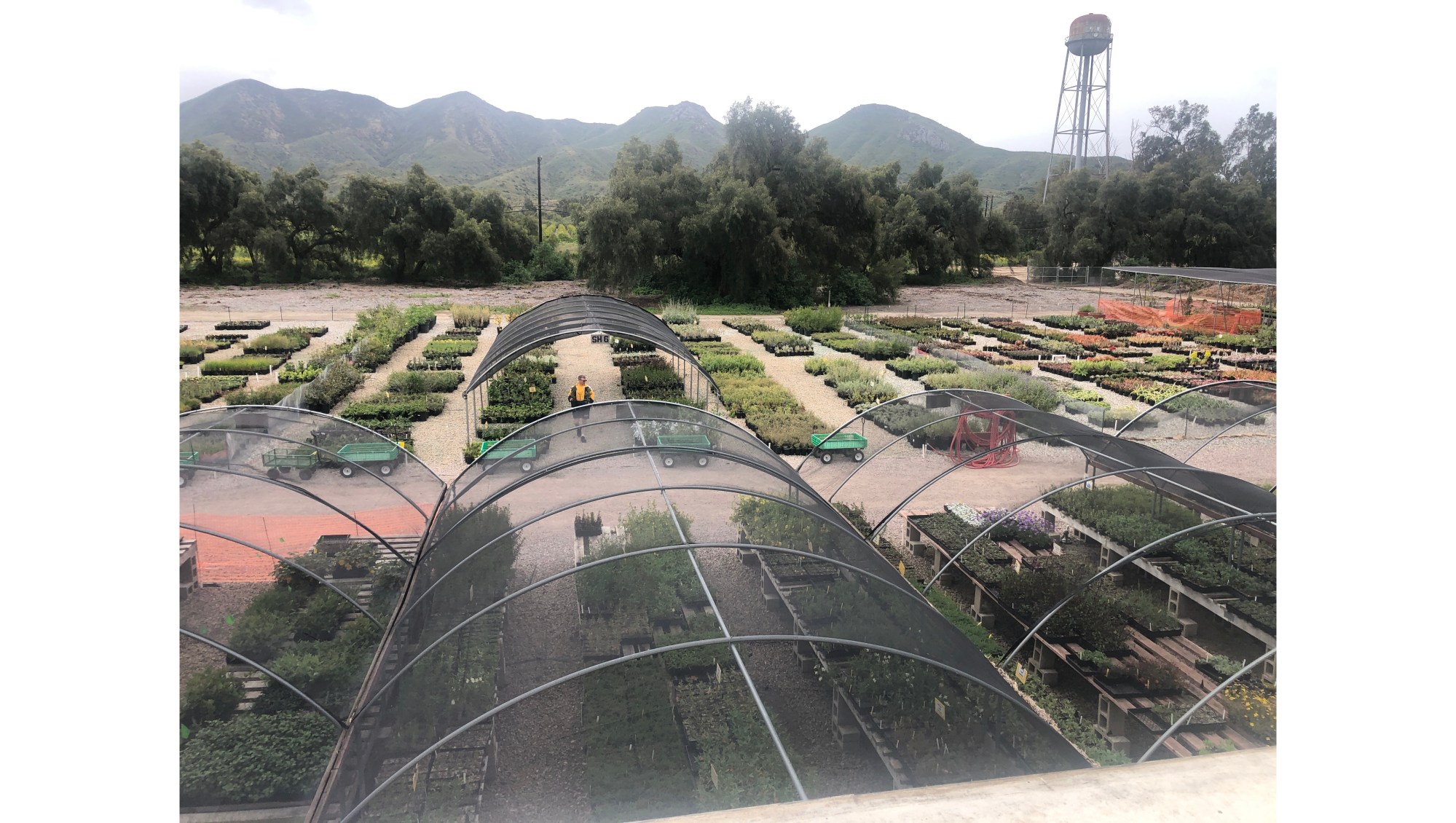 Growing Works in Camarillo is a nursery where plants are grown by people with histories of mental health problems, homelessness and substance abuse. (Photo courtesy of Jenn Rodriguez)
